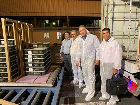 واردات گله اجداد تخم گذار توسط شرکت مرغک